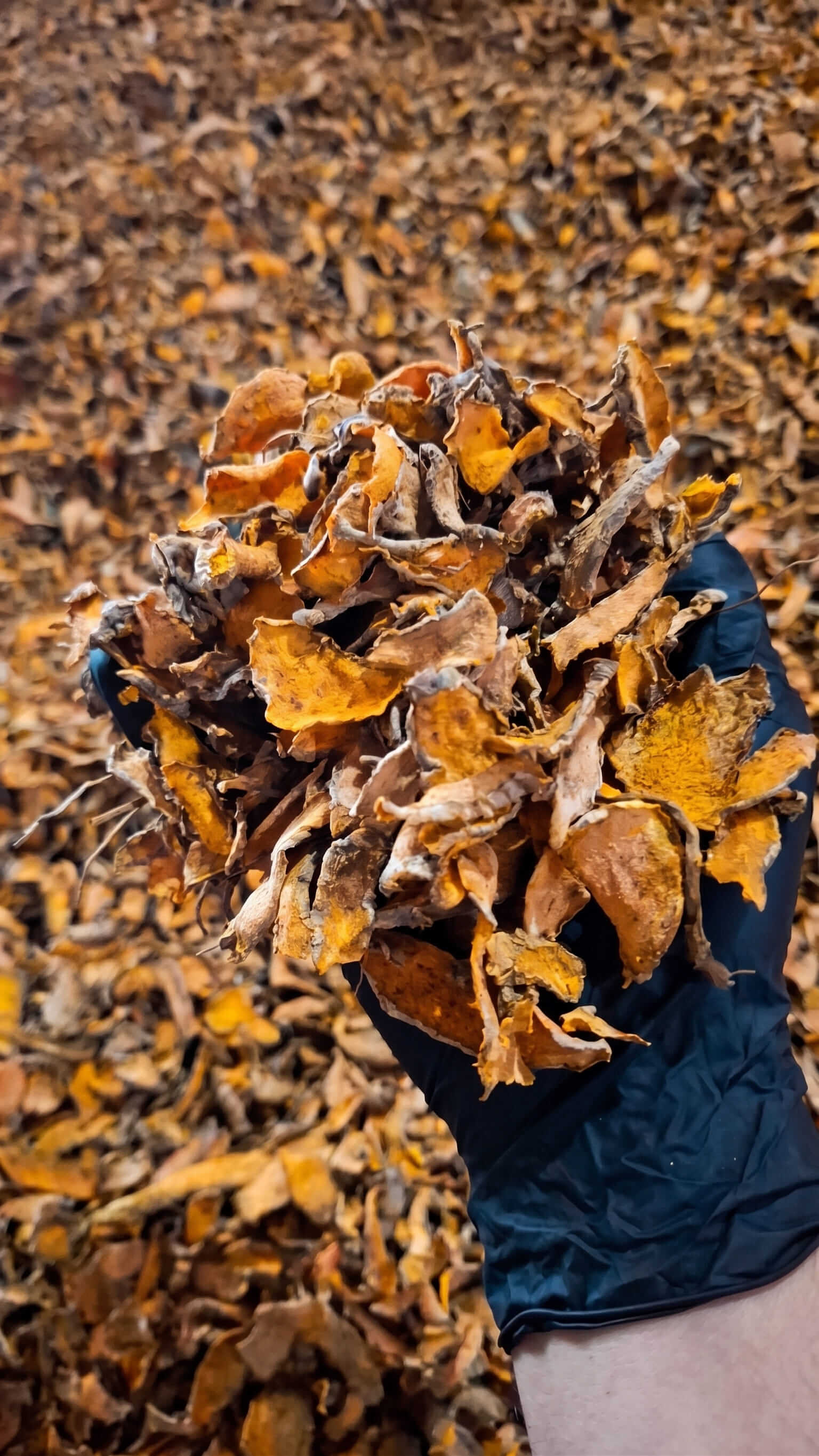 Dried Sliced Turmeric
